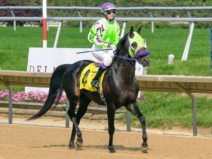 Jimdandy Tothe Reshessq, bred by Cre Run